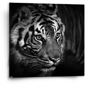 Obraz SABLIO - Černobílý tygr 50x50 cm