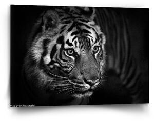 Sablio Obraz Černobílý tygr - 90x60 cm