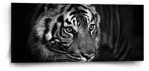 Obraz SABLIO - Černobílý tygr 110x50 cm