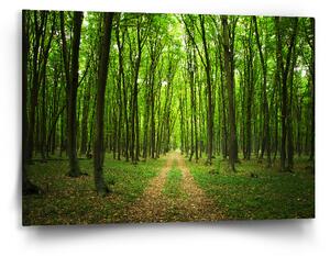Sablio Obraz Cesta v lese - 90x60 cm