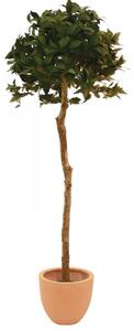 Umělá květina - Vavřín kulatý strom, 180 cm