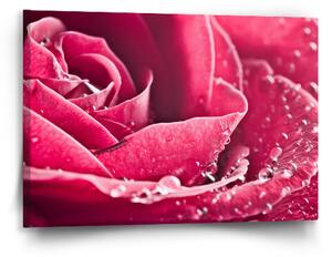 Sablio Obraz Detail růže - 60x40 cm