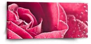 Sablio Obraz Detail růže - 110x50 cm