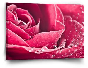 Sablio Obraz Detail růže - 90x60 cm