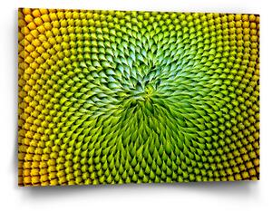 Sablio Obraz Detailní květ - 90x60 cm