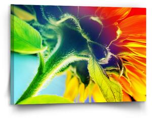 Sablio Obraz Duhová květina - 120x80 cm