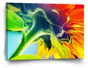 Sablio Obraz Duhová květina - 90x60 cm