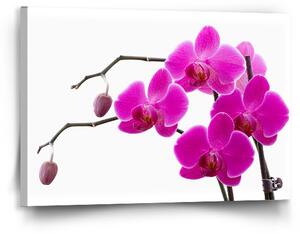 Sablio Obraz Fialové orchideje - 90x60 cm