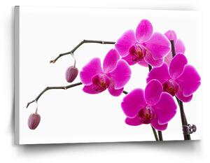 Sablio Obraz Fialové orchideje - 120x80 cm