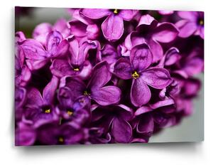 Sablio Obraz Fialové květy - 60x40 cm