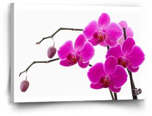 Sablio Obraz Fialové orchideje - 60x40 cm