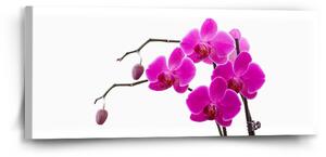 Sablio Obraz Fialové orchideje - 110x50 cm