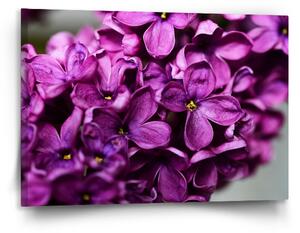 Sablio Obraz Fialové květy - 120x80 cm