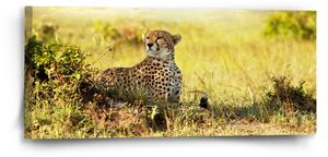 Sablio Obraz Gepard - 110x50 cm