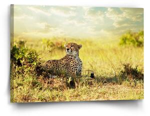 Sablio Obraz Gepard - 60x40 cm