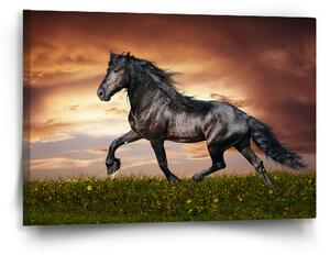 Sablio Obraz Friský kůň - 60x40 cm