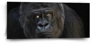Sablio Obraz Gorila - 110x50 cm