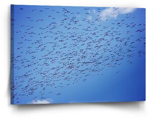 Sablio Obraz Hejno ptáků - 60x40 cm