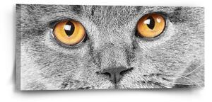 Sablio Obraz Kočičí pohled - 110x50 cm