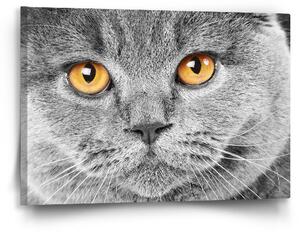 Sablio Obraz Kočičí pohled - 60x40 cm
