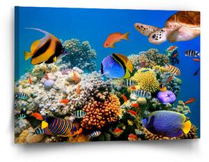 Sablio Obraz Korálový útes - 60x40 cm