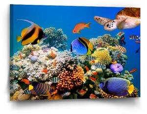 Sablio Obraz Korálový útes - 90x60 cm
