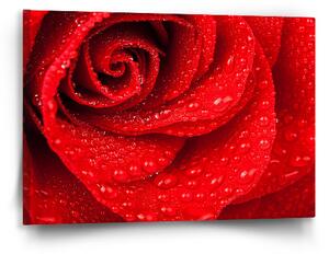 Sablio Obraz Květ růže - 60x40 cm