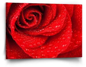 Sablio Obraz Květ růže - 90x60 cm