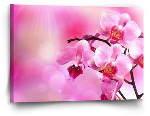Sablio Obraz Květy orchideje - 60x40 cm
