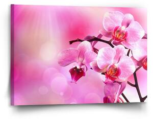 Sablio Obraz Květy orchideje - 120x80 cm