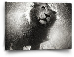 Sablio Obraz Mokrý lev - 60x40 cm