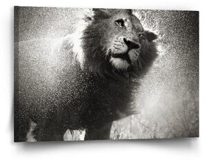 Sablio Obraz Mokrý lev - 90x60 cm