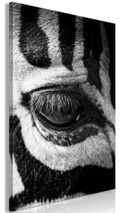Obraz - Oko zebry 60x90