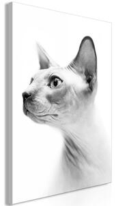 Obraz - Bezsrstá kočka 40x60