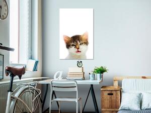 Obraz - Znepokojená kočka 40x60