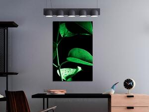 Obraz - Rostlina v černé barvě 40x60