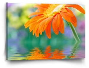 Sablio Obraz Oranžová gerbera - 60x40 cm