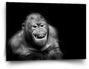 Sablio Obraz Orangutan - 60x40 cm