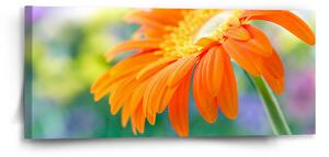 Sablio Obraz Oranžová gerbera - 110x50 cm