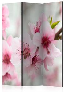 Paraván - Jarní, kvetoucí strom - růžové květy 135x172