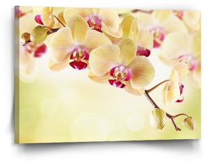 Sablio Obraz Orchidej 2 - 120x80 cm