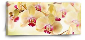 Sablio Obraz Orchidej 2 - 110x50 cm