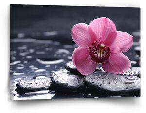 Sablio Obraz Orchidej - 120x80 cm