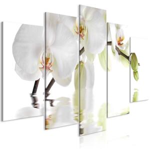Obraz - Nádherná orchidej 100x50