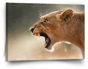 Sablio Obraz Rozzuřená lvice - 90x60 cm