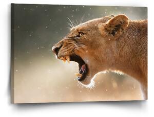 Sablio Obraz Rozzuřená lvice - 60x40 cm
