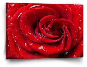 Sablio Obraz Růže - 60x40 cm