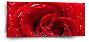 Sablio Obraz Růže - 110x50 cm