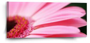 Sablio Obraz Růžová gerbera - 110x50 cm