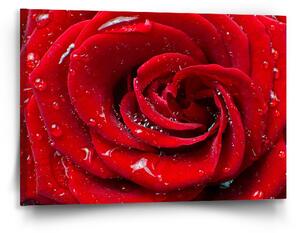 Sablio Obraz Růže - 90x60 cm
